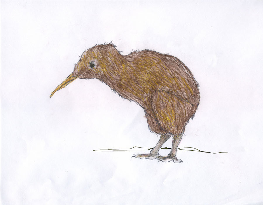 Kiwi birds are an endangered species native to New Zealand.