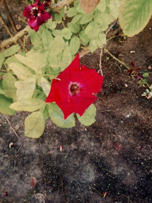 Gardening and agriculture is affected by the drought.