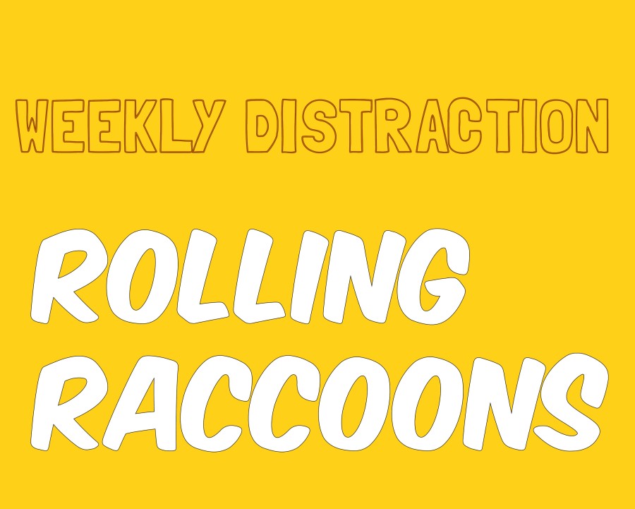 Weekly distraction: a rolling raccoon