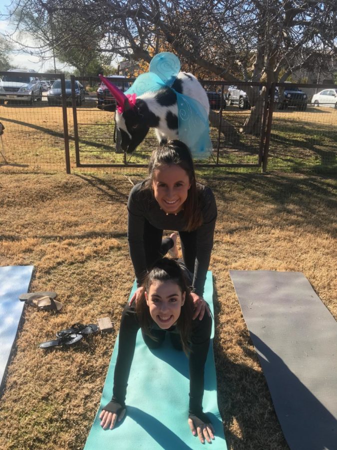 Another couples pose similar to a totem pole of Kit Blouin ‘20, Olivia Petrine ‘20 and a fairy-unicorn goat. This is one of the more simpler poses that one can perform with the goats. Pictured by an unknown yogi.