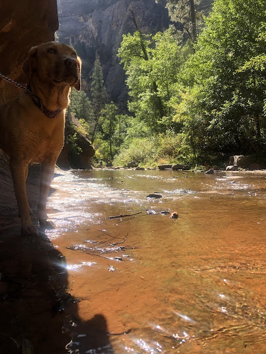 Grace Nelson’s dog ‘23 looks over the West Fork trail in Sedona.