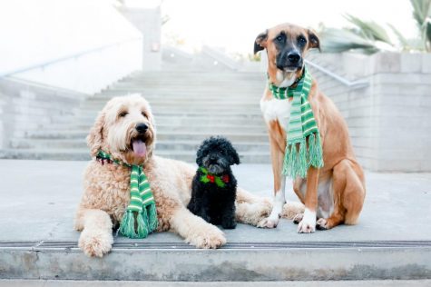 Bruce, Ginger and Winston Richter pose in their fashionable scarves.