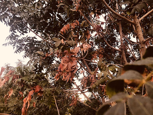 On November 25, 2021, in a quiet Phoenix neighborhood, autumn leaves appear. Families gathered in Mountain Trails Park to celebrate and give thanks for all their blessings.